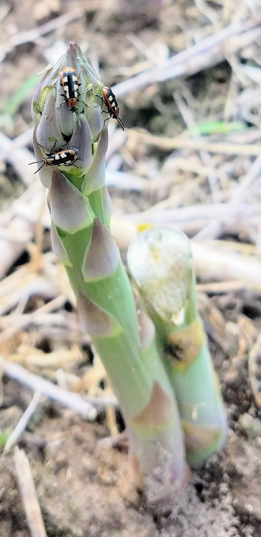 asparagus beetle